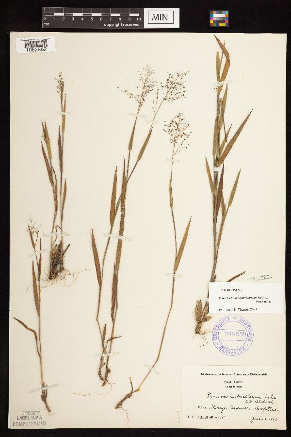 Dichanthelium acuminatum image