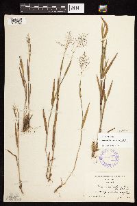 Dichanthelium acuminatum subsp. columbianum image