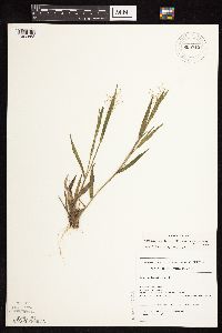 Dichanthelium acuminatum subsp. fasciculatum image