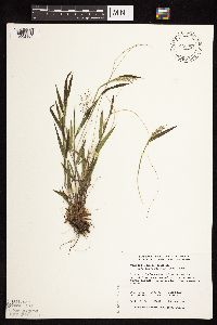 Dichanthelium acuminatum subsp. fasciculatum image