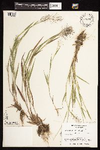 Dichanthelium acuminatum subsp. fasciculatum image