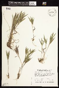 Dichanthelium acuminatum subsp. fasciculatum image