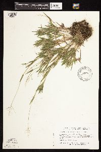 Dichanthelium acuminatum subsp. fasciculatum image