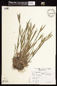 Dichanthelium acuminatum subsp. fasciculatum image