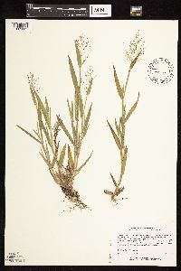 Dichanthelium acuminatum subsp. fasciculatum image