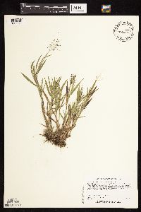 Dichanthelium acuminatum subsp. fasciculatum image