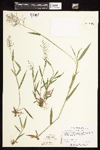 Dichanthelium acuminatum subsp. fasciculatum image