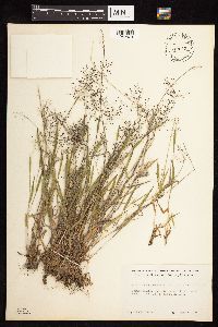 Dichanthelium acuminatum image