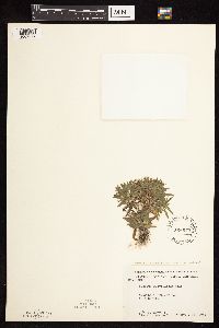 Dichanthelium acuminatum subsp. columbianum image