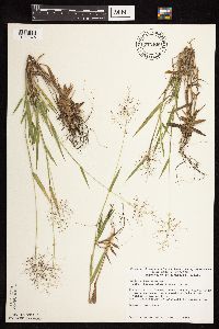 Dichanthelium praecocius image