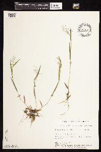 Dichanthelium acuminatum image