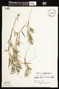 Dichanthelium acuminatum subsp. columbianum image