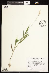 Dichanthelium lanuginosum image
