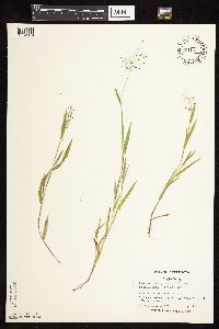 Dichanthelium acuminatum image