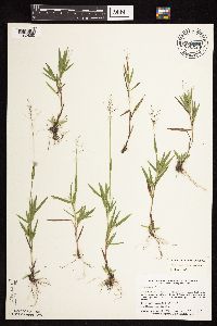 Dichanthelium acuminatum image