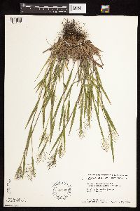 Dichanthelium lanuginosum image