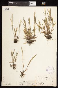 Dichanthelium acuminatum image