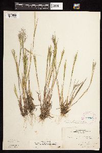 Dichanthelium acuminatum image