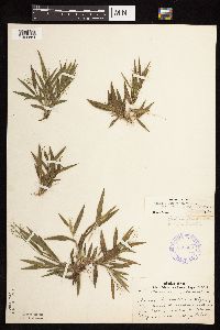 Dichanthelium lanuginosum image