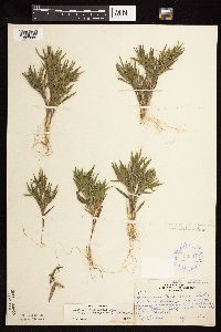 Dichanthelium acuminatum subsp. columbianum image