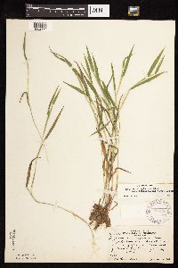 Dichanthelium lanuginosum image