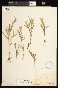 Dichanthelium acuminatum subsp. columbianum image