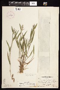 Dichanthelium lanuginosum image