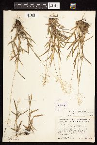 Dichanthelium acuminatum subsp. columbianum image