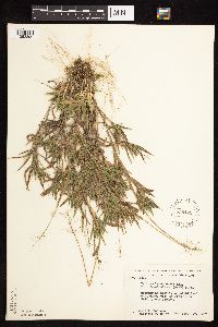 Dichanthelium acuminatum subsp. columbianum image