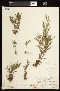 Dichanthelium acuminatum subsp. columbianum image
