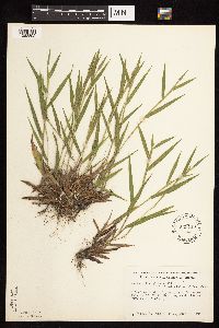 Dichanthelium lanuginosum image