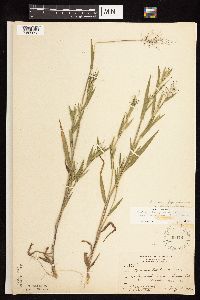 Dichanthelium lanuginosum image