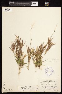 Dichanthelium acuminatum subsp. columbianum image