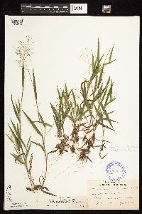 Dichanthelium lanuginosum image