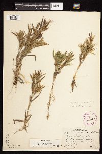 Dichanthelium acuminatum subsp. fasciculatum image