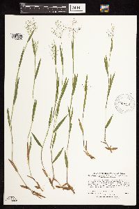 Dichanthelium acuminatum subsp. fasciculatum image