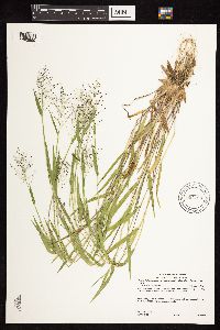 Dichanthelium acuminatum subsp. fasciculatum image