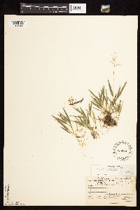 Dichanthelium acuminatum subsp. fasciculatum image