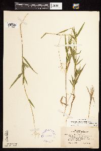 Dichanthelium acuminatum subsp. fasciculatum image