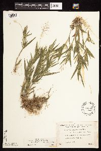Dichanthelium acuminatum subsp. fasciculatum image