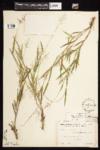 Dichanthelium acuminatum subsp. fasciculatum image