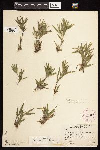 Dichanthelium acuminatum subsp. fasciculatum image