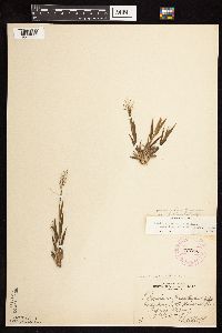 Dichanthelium acuminatum subsp. fasciculatum image