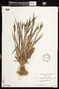 Dichanthelium lanuginosum image