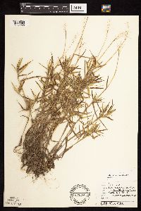 Dichanthelium acuminatum subsp. columbianum image