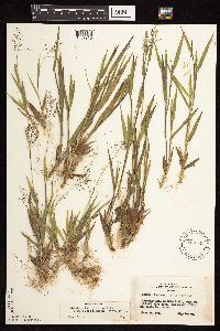 Dichanthelium subvillosum image