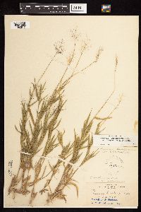 Dichanthelium acuminatum subsp. columbianum image