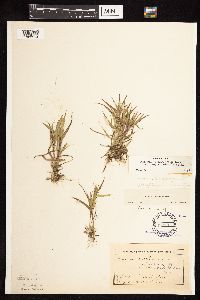 Dichanthelium acuminatum image