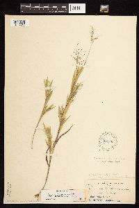 Dichanthelium acuminatum subsp. columbianum image