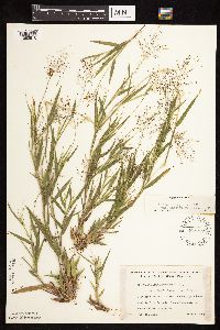 Dichanthelium acuminatum subsp. columbianum image